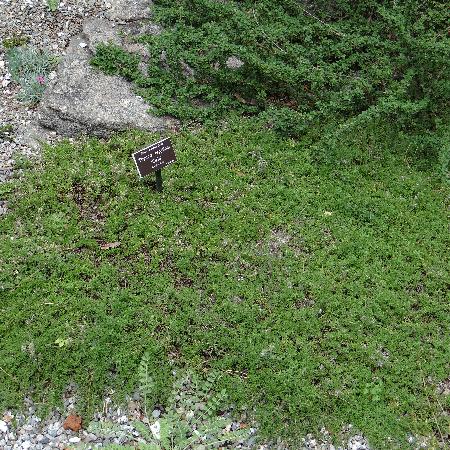 THYMUS serpyllum 'Elfin'