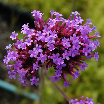 VERBENA bonariensis