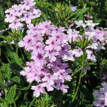 VERBENA 'Seabrook's Lavender' ®