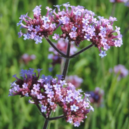VERBENA bonariensis
