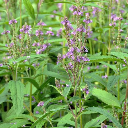 VERBENA hastata 'Blue Spires'
