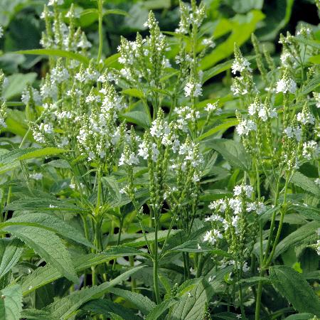 VERBENA hastata 'White Spires'