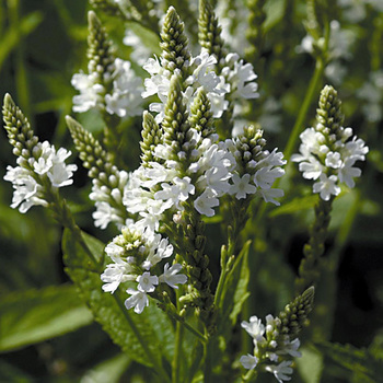 VERBENA hastata 'White Spires'