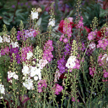 VERBASCUM phoeniceum