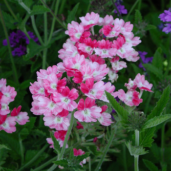 VERBENA 'Pink Parfait'