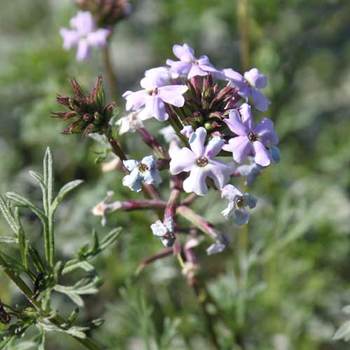 VERBENA tenuisecta