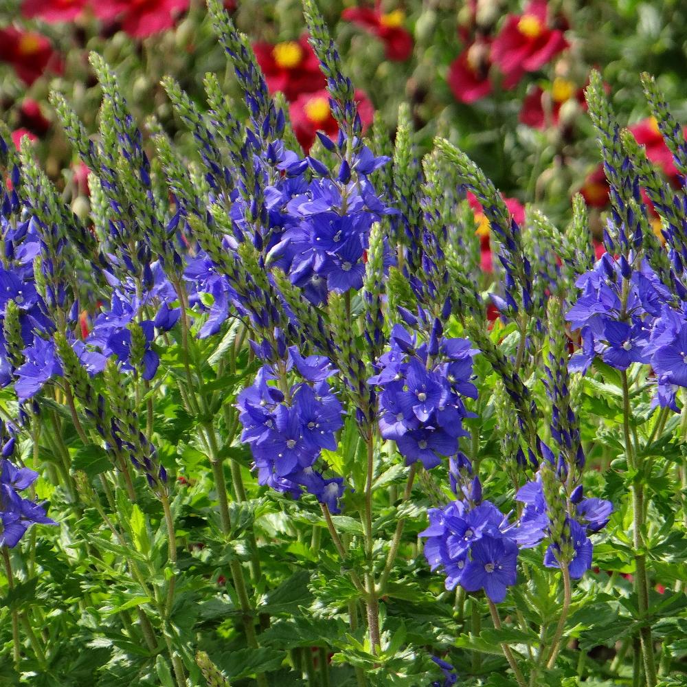 VERONICA austriaca 'Royal Blue' (V. teucrium)  