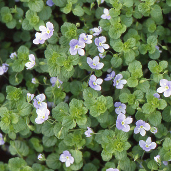 VERONICA filiformis