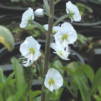 VERONICA gentianoides