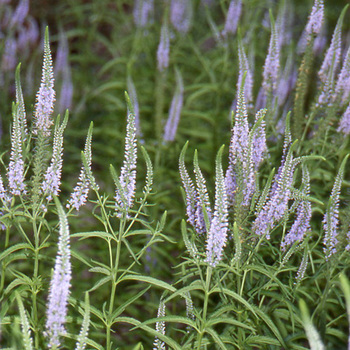 VERONICA longifolia (exaltata)