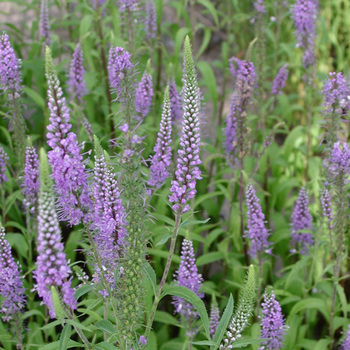 VERONICA longifolia 'Blauriesin'