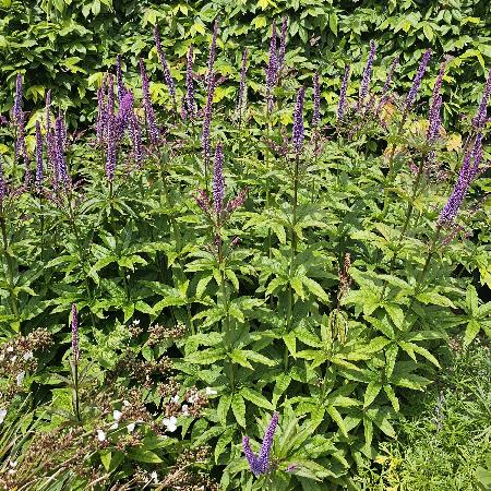 VERONICASTRUM virginicum