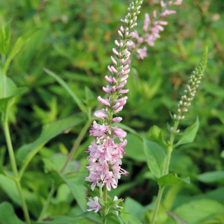VERONICA spicata 'Pink Damask'