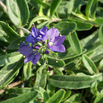 VERONICA prostrata