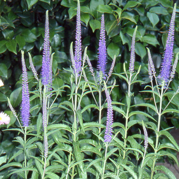 VERONICA spicata