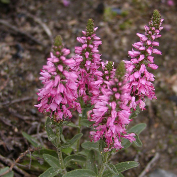 VERONICA spicata 'Barcarolle'