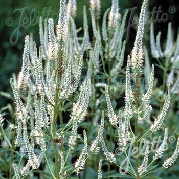 VERONICASTRUM virginicum