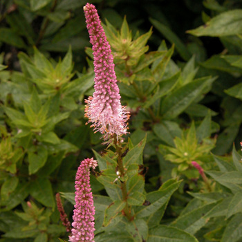 VERONICASTRUM virginicum 'Erika'