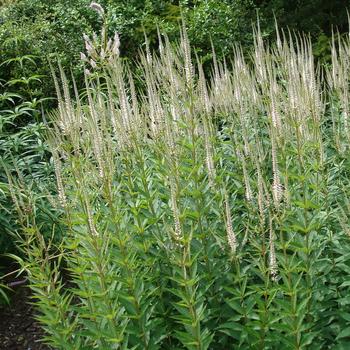 VERONICASTRUM virginicum 'Pink Glow'