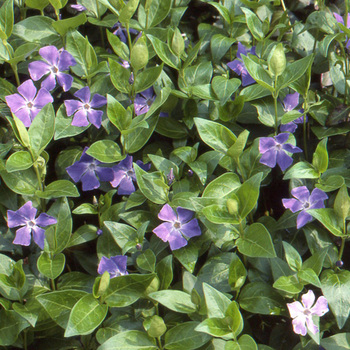 VINCA