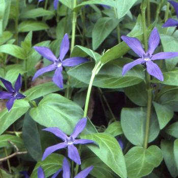 VINCA major ssp. hirsuta (acutiloba)              