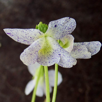 VIOLA sororia 'Freckles'