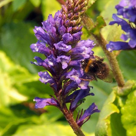 WULFENIA