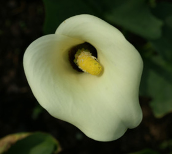 ZANTEDESCHIA 'Black Eyed Beauty'