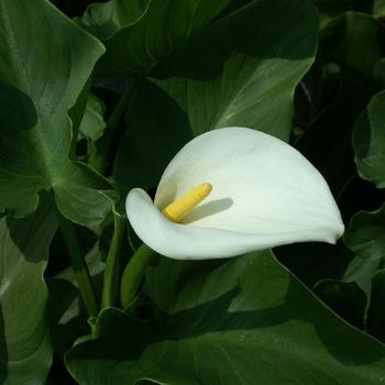 ZANTEDESCHIA aethiopica 'Crowborough'