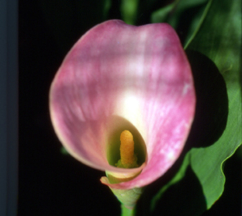 ZANTEDESCHIA rehmannii