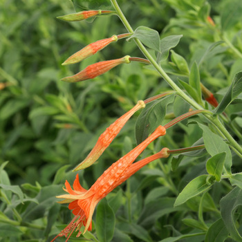 ZAUSCHNERIA californica ssp. latifolia