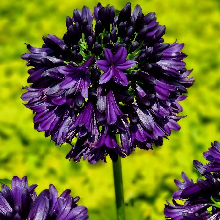 AGAPANTHUS 'Black Jack' ®