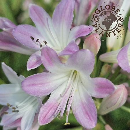 AGAPANTHUS 'Blush Pink' ®