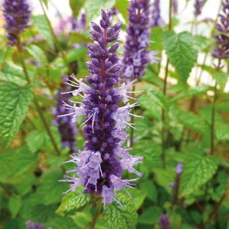 AGASTACHE rugosa 'Little Adder'