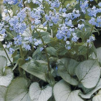 BRUNNERA macrophylla 'Looking Glass' ®