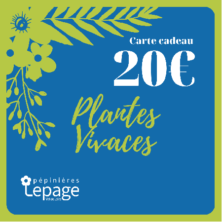 Carte Cadeau 20 Euros