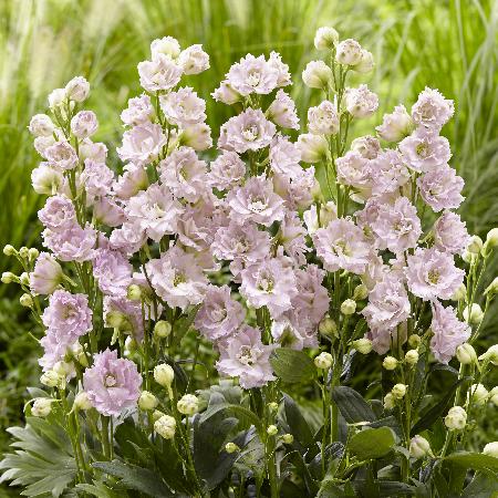 DELPHINIUM 'Cinderella'