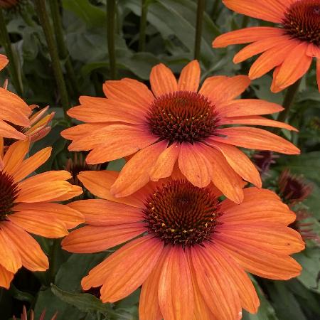 ECHINACEA 'Clementine' ® (SunSeekers series)