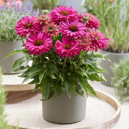 ECHINACEA 'Sweet Fuchsia' ® (SunSeekers series)