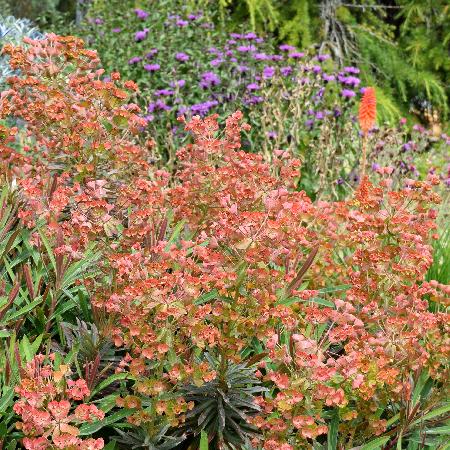 EUPHORBIA characias 'Galaxy Glow' ®