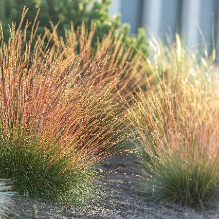 FESTUCA glauca 'Sunrise' ®