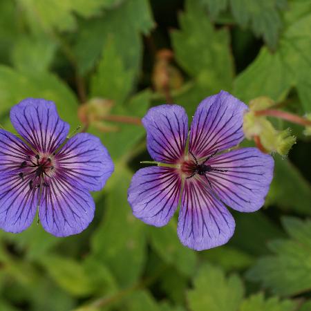 GERANIUM 'Carol Anne' ®