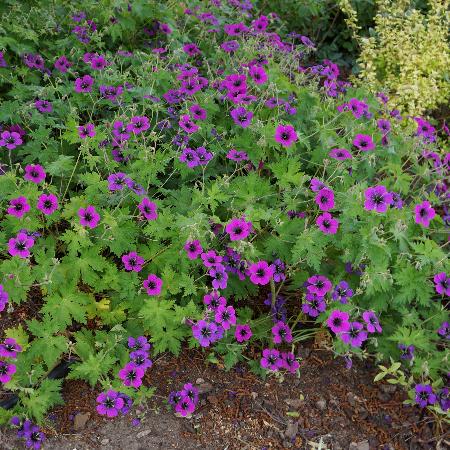 GERANIUM 'Dragon Heart'