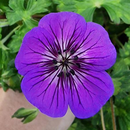 GERANIUM 'Mary Anne' ®