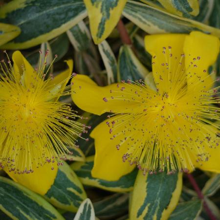 HYPERICUM calycinum 'Carnival' ®
