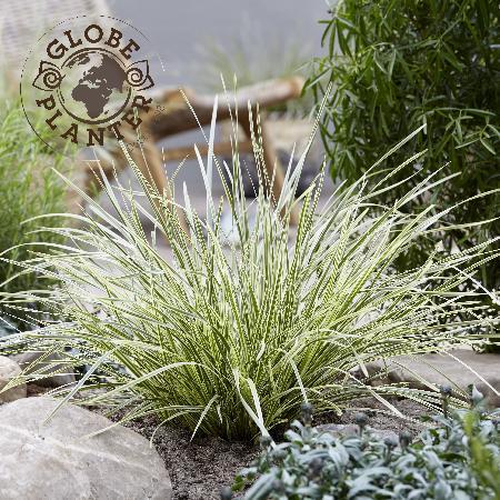 LOMANDRA longifolia 'White Sands'®