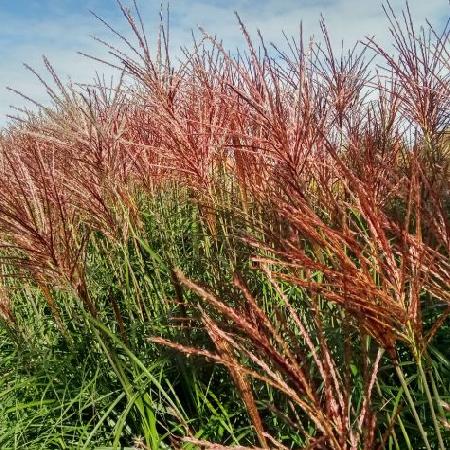 MISCANTHUS sinensis 'Red Zenith'