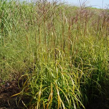 MISCANTHUS sinensis 'Ghana'