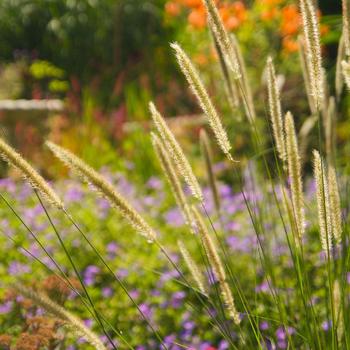 PENNISETUM macrourum