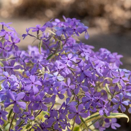 PHLOX divaricata 'Blue Ribbons' ®